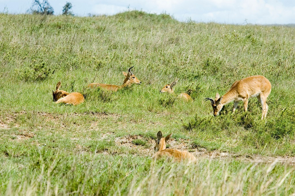 Serengeti Reedbuck01.jpg - Bohor Reedbuck (Redunca redunca), Serengeti N.P. Tanzania March 2006